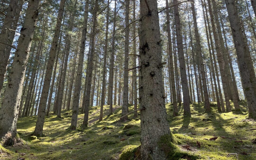 Vedema Strövområde