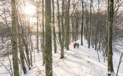 Vintervandring runt Hässleholm – Ett vinteräventyr i Skånes natur